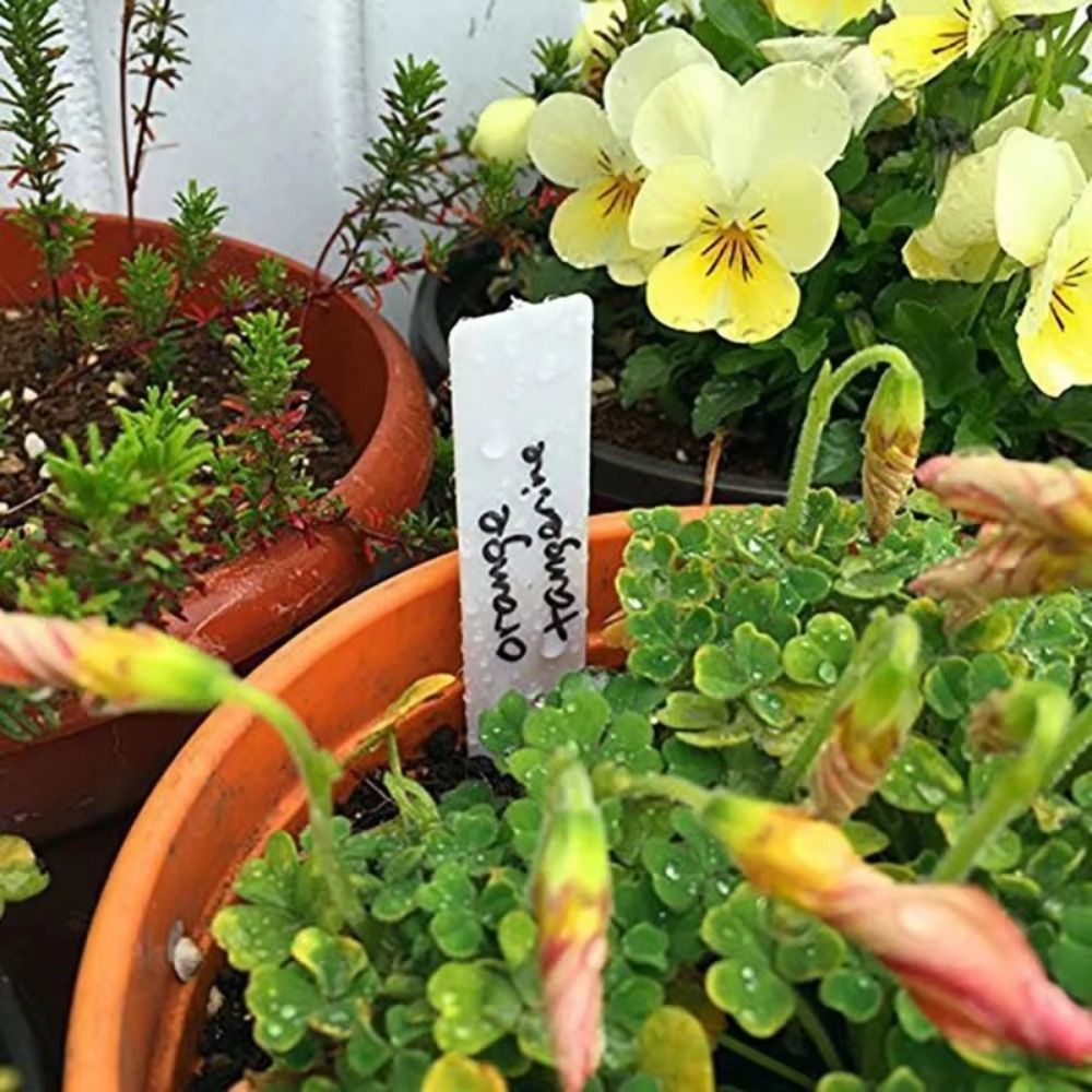 100 Stück Pflanzenetiketten au – Gardening Tools Labeled Bewertung und Preis